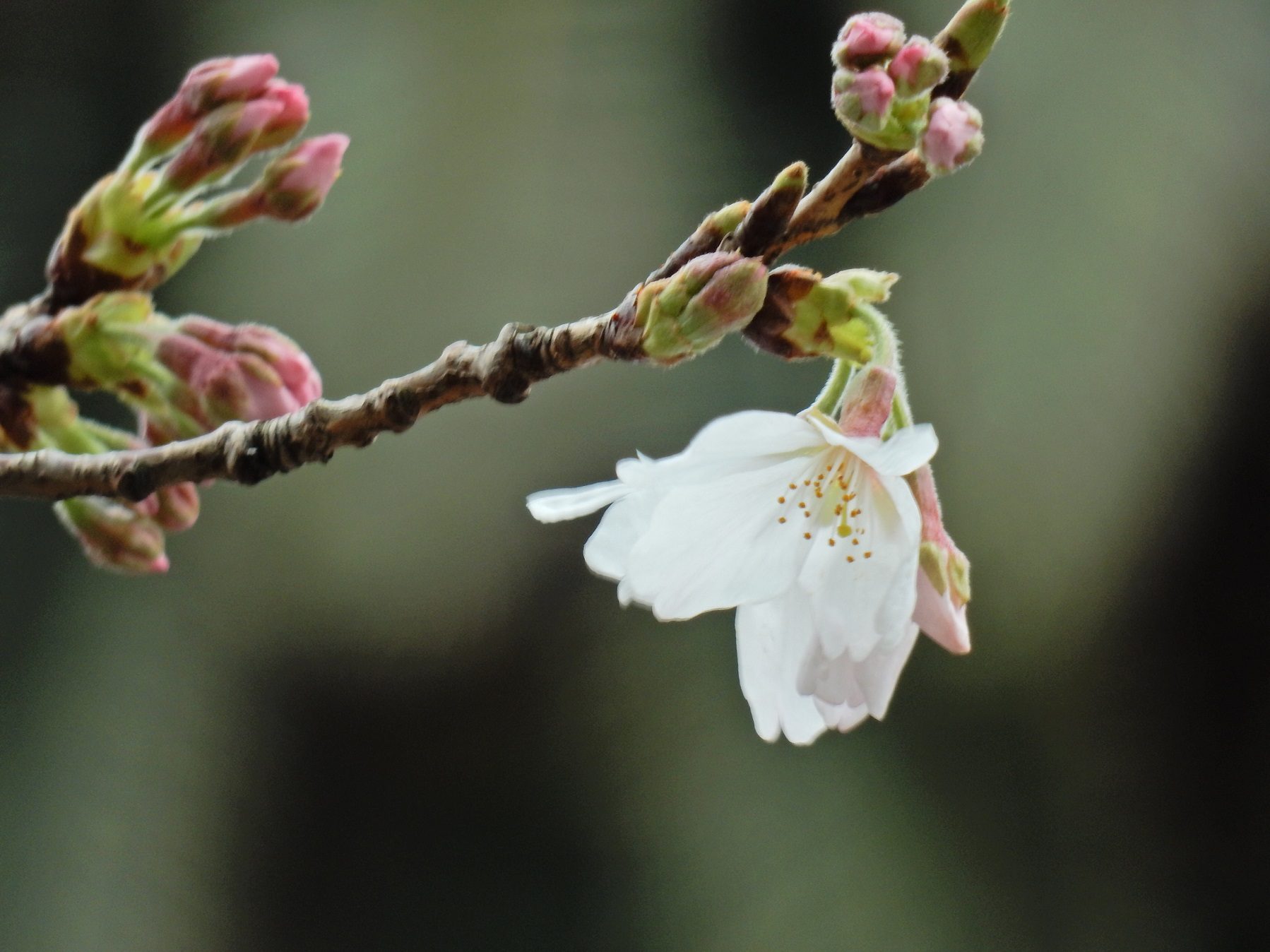 松川遊歩道の桜 開花発表でました 伊豆 伊東温泉 青山やまと