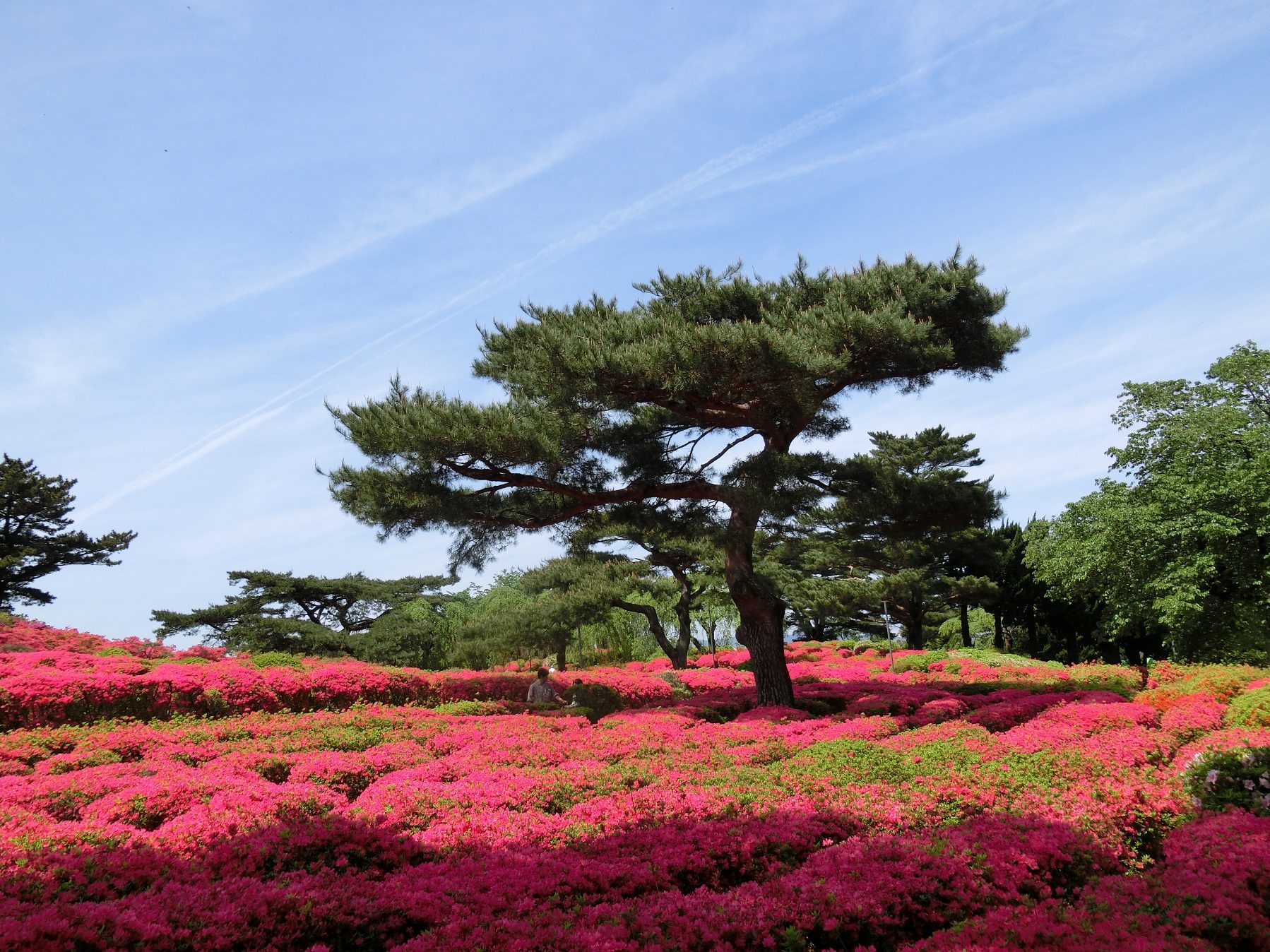 小室山公園のつつじが見ごろに 伊豆 伊東温泉 青山やまと